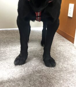 犬の肘関節異形成症で、痛みを逃がすために肘を外側へ開いて起立している犬。松原動物病院 整形外科