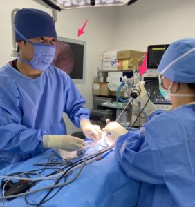 腹腔鏡下の避妊手術の様子。カメラ（ピンク矢印）を挿入して画面で画像を確認できる。松原動物病院