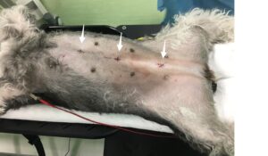 ラパロ避妊手術の傷が小さい（矢印）。松原動物病院