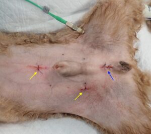 腹腔鏡下で停留精巣切除を行った場合の術創の例。松原動物病院　腫瘍科