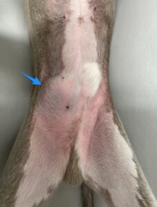 腫瘍化した停留精巣。松原動物病院 腫瘍科