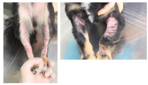 犬アトピー性皮膚炎に特徴的な皮ふ病変。松原動物病院 皮膚科