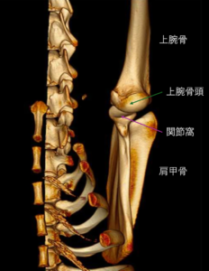 肩関節の解剖を説明している3D画像　松原動物病院　整形外科