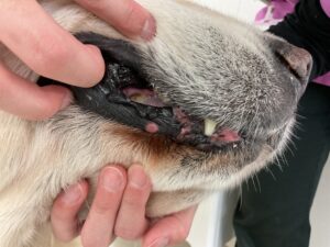 口唇部に発生した良性腫瘍の組織球腫。松原動物病院、腫瘍科。