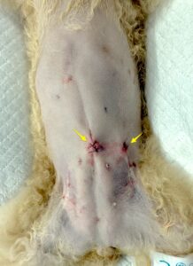 松原動物病院での腹腔鏡下肝生検の術創。小さな術創で実施可能である。