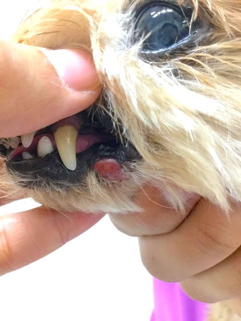 犬の皮膚組織球腫