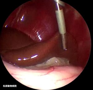 松原動物病院での腹腔鏡下肝生検にて肝臓を観察している様子。辺縁の鈍化に示唆される肝腫大が認められる。