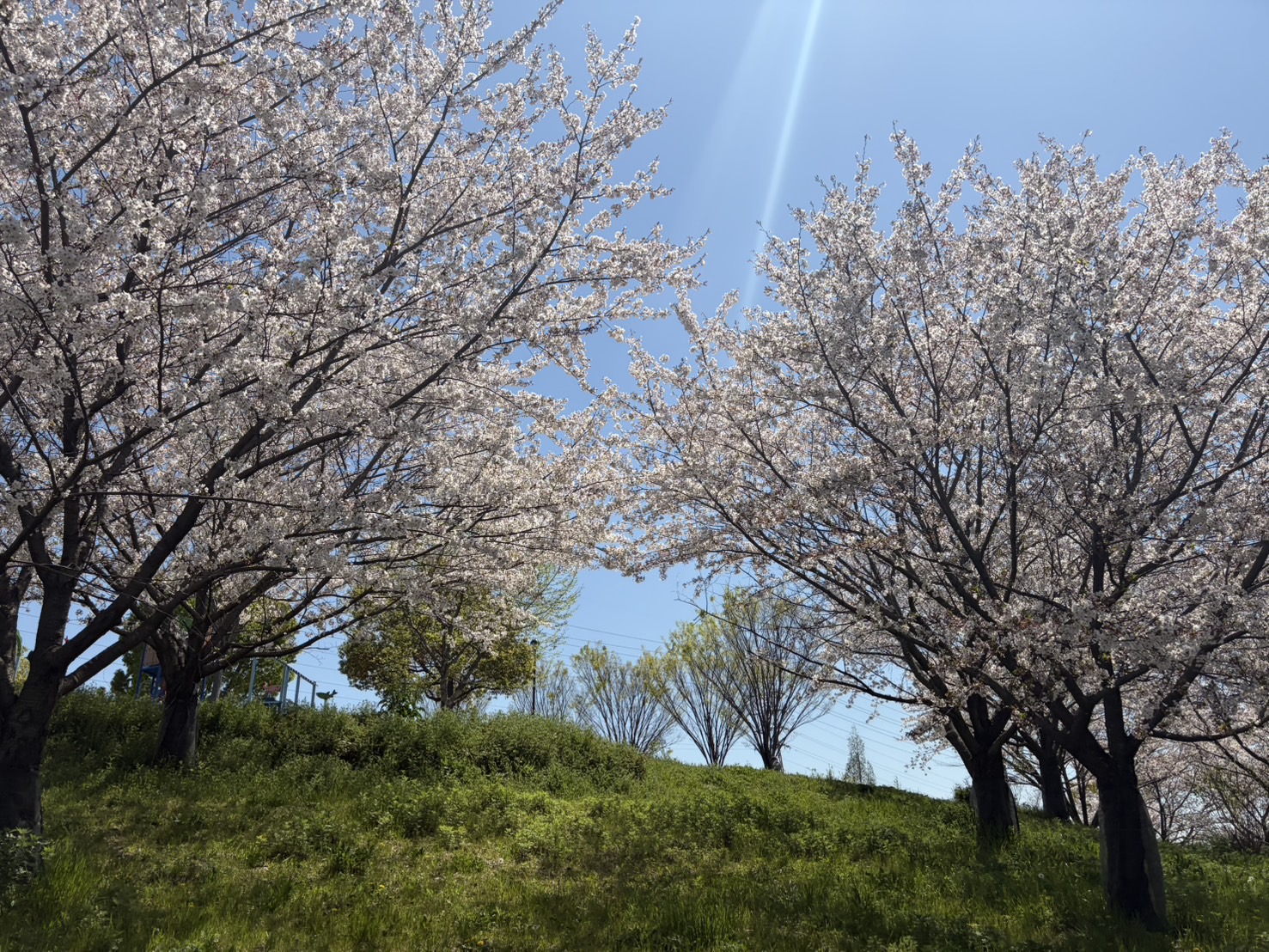 フィラリア予防シーズン突入