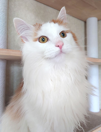 新井