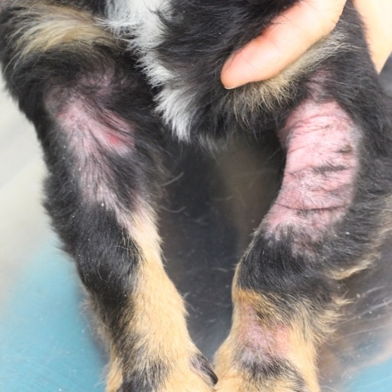 犬のアトピー性皮膚炎