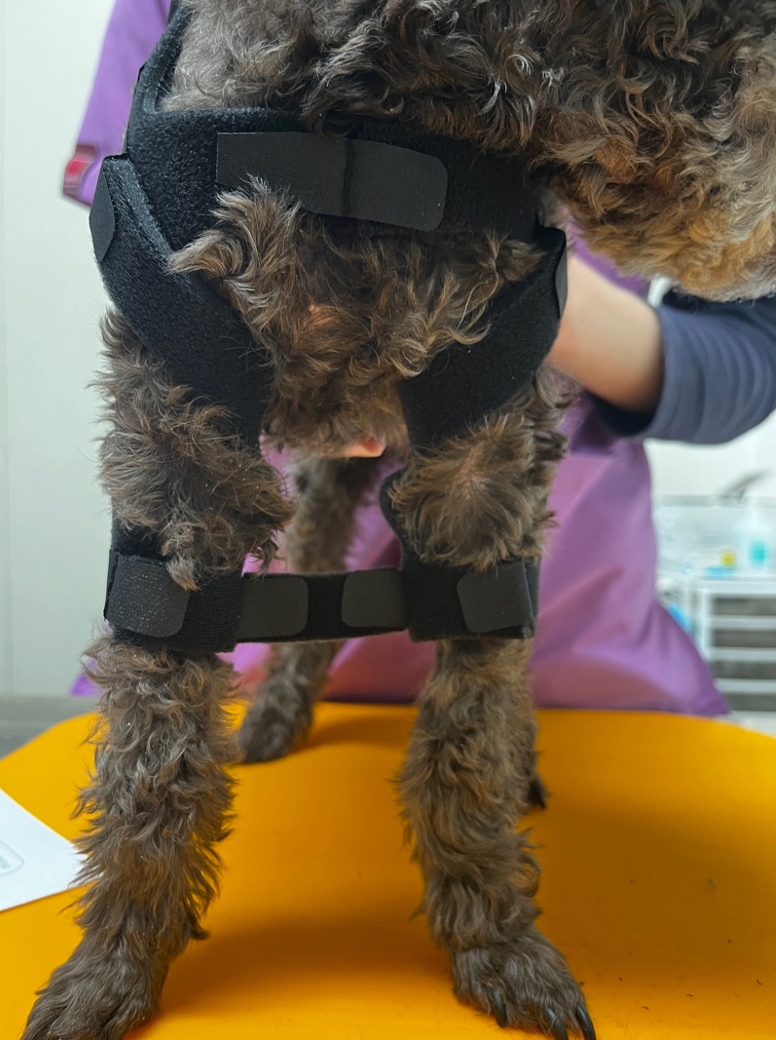 小型犬の肩関節不安定症